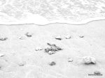 beach_bw