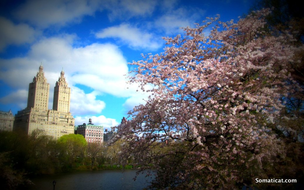 Zen of Cherry&nbsp;Blossom