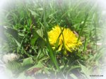 dandelion2