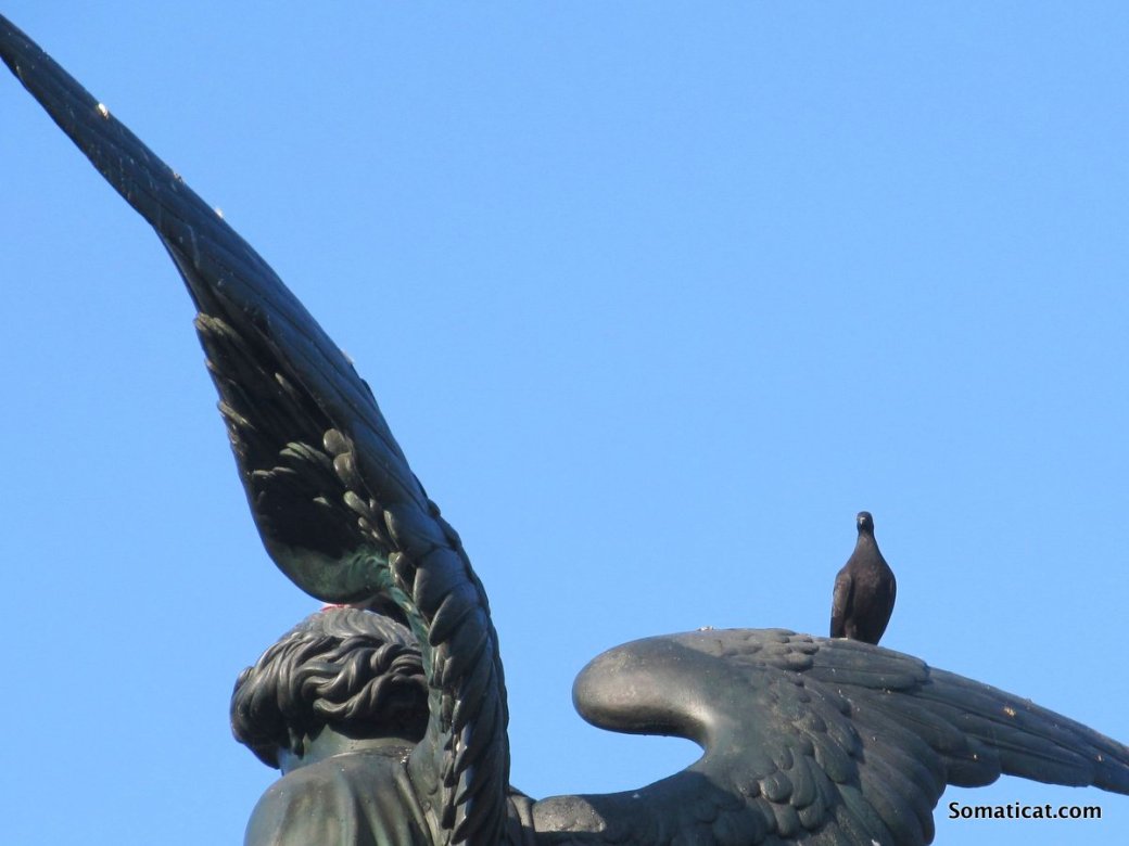 A Pigeon and&nbsp;Dandelion
