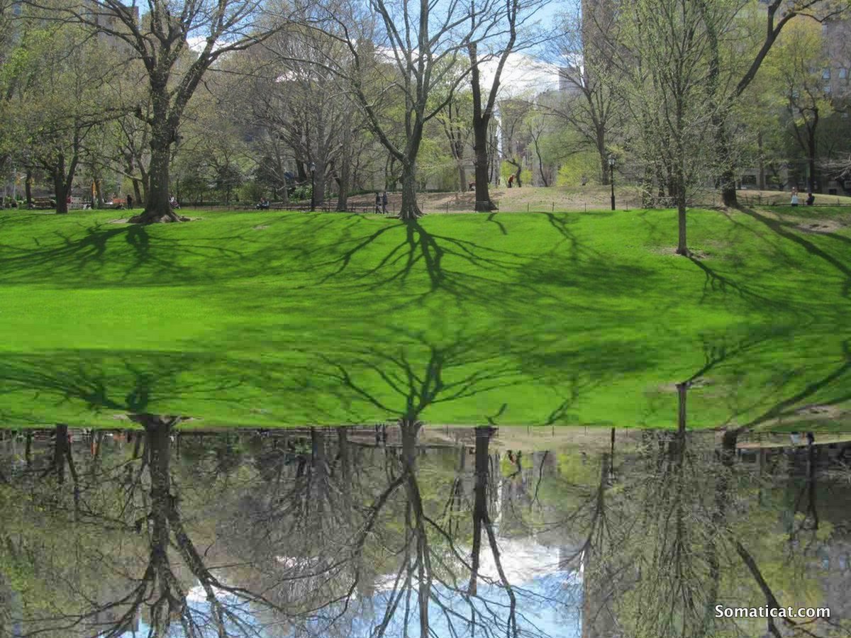 centralparkreflection