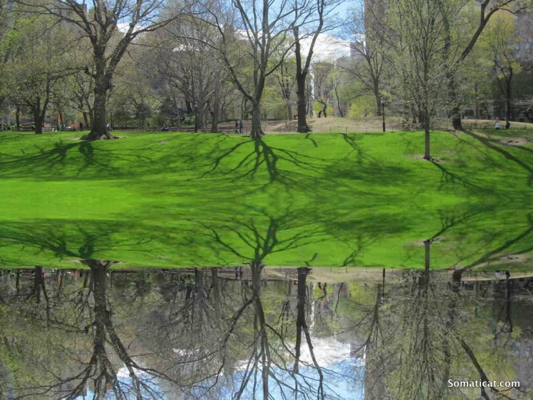 centralparkreflection