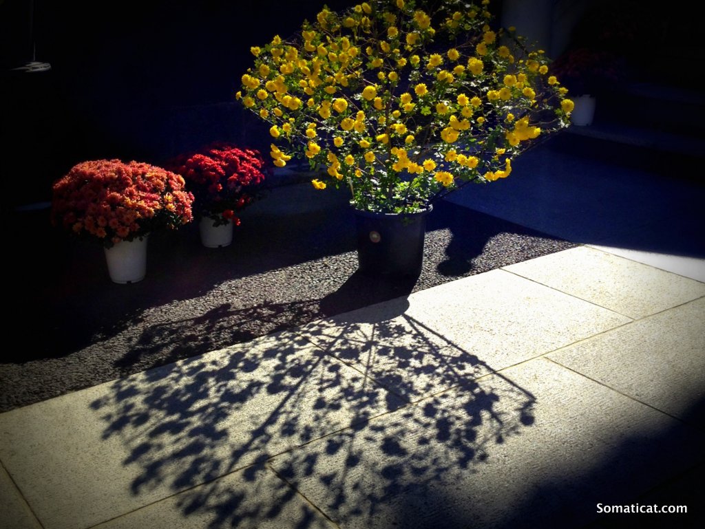 Karma and a&nbsp;Tiger