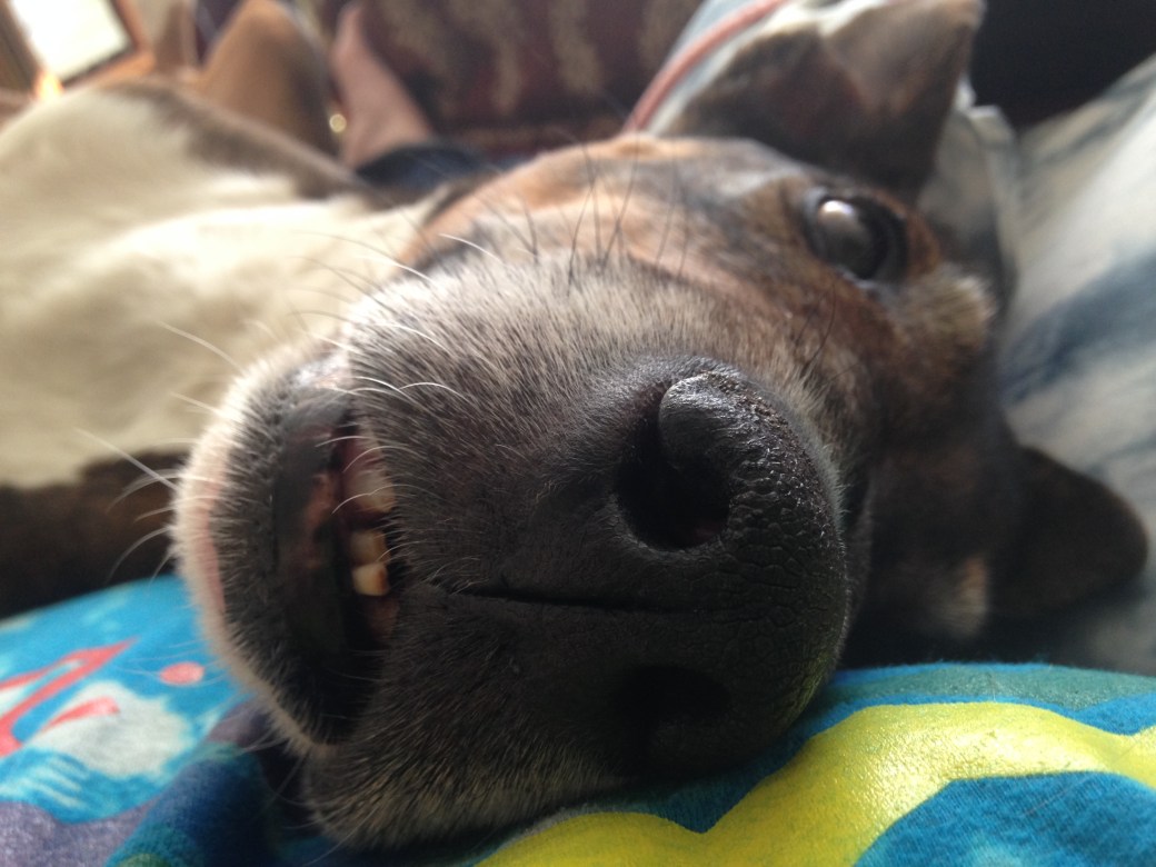 German Shepherd Next to&nbsp;Me