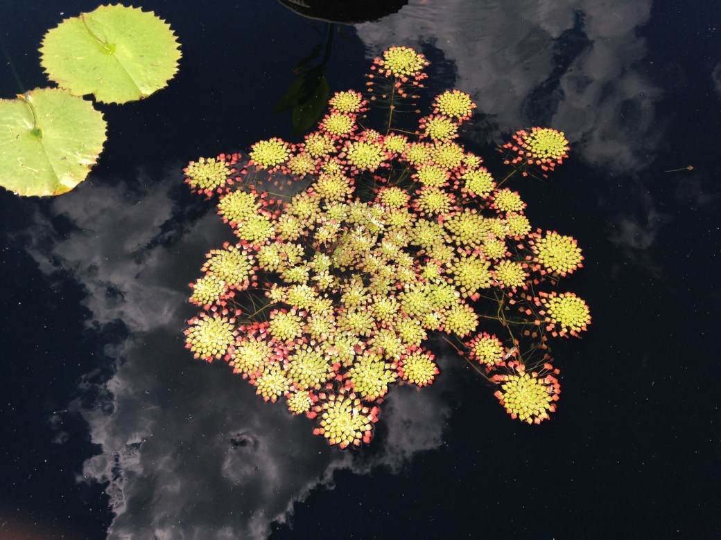 Weight Belt of&nbsp;Gold