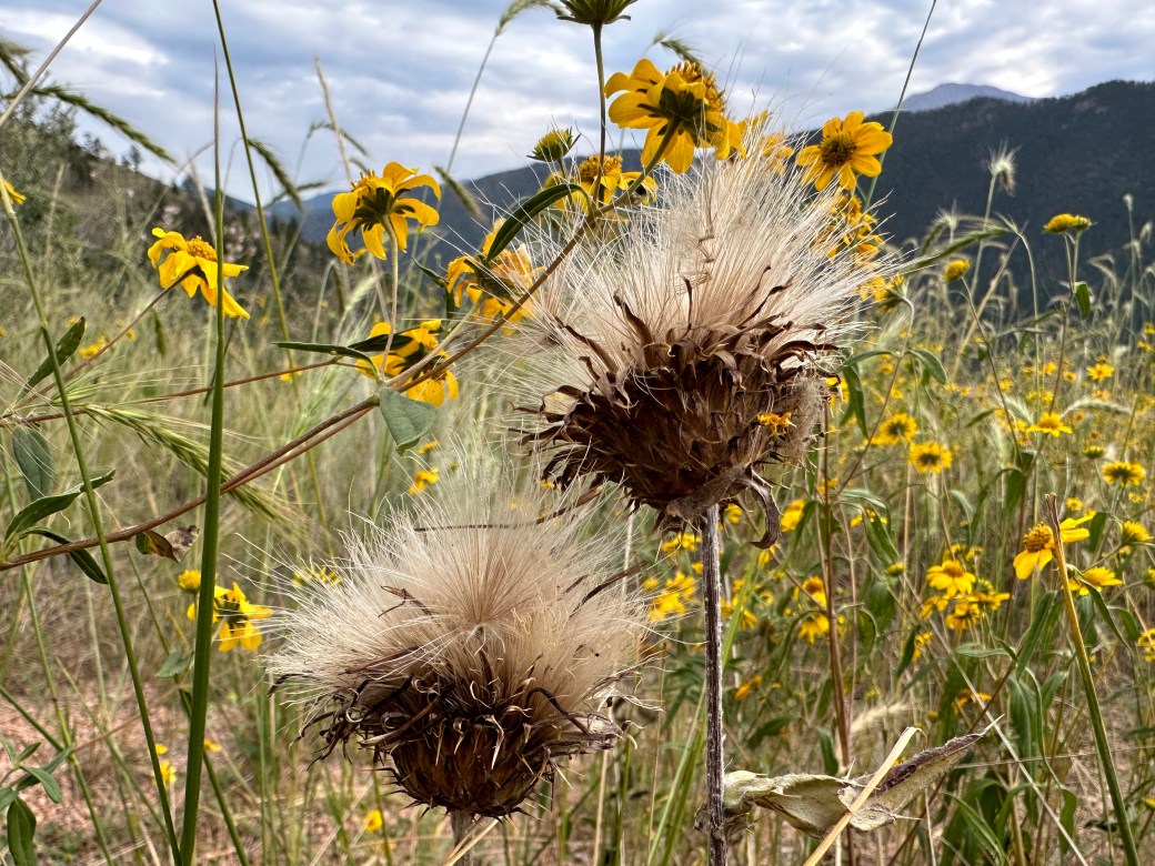 Meditation on Cadavers-Prologue