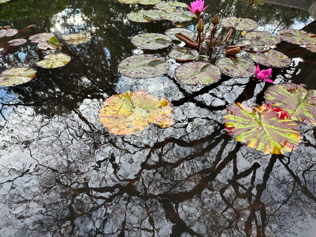 The Frog Who Wanted to Be a&nbsp;Prince